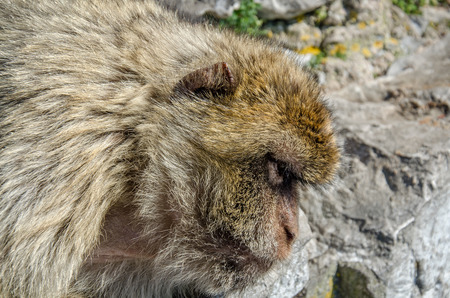Head of barbary macaqueの写真素材