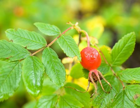 Fruit of wild wood rose, briar,  closeup, on a background of leavesの写真素材