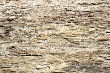 Texture of old wood, not seamlessの写真素材