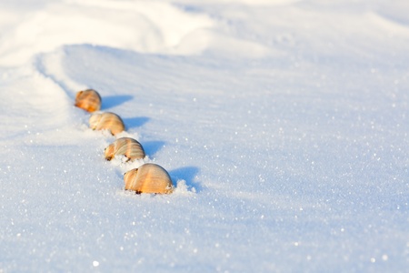a few seashells on the snowy wilderness stubbornly creeping, dofの写真素材