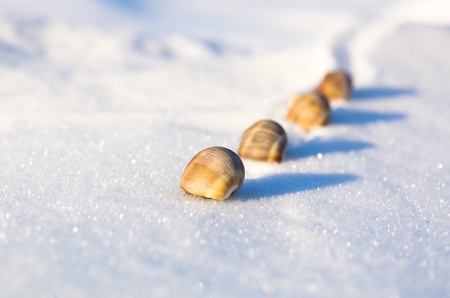 a few seashells on the snowy wilderness stubbornly creeping, dofの写真素材