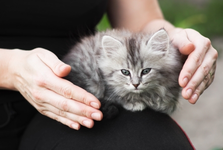 one-month kitten sits on the knee of a woman; gesture of protectionの写真素材