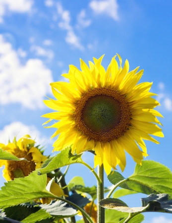 one sunflower close-up against a bright blue skyの写真素材
