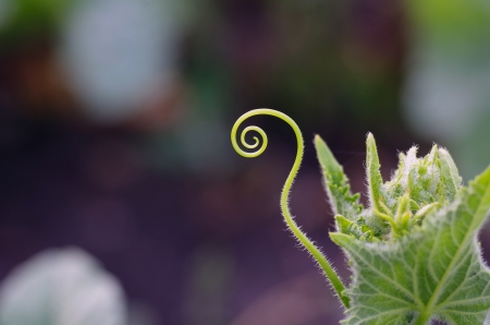spiral cucmber plants in a garden, close upの写真素材