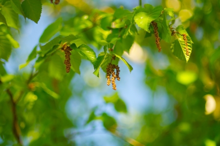 Green young birch trees with a beautiful skies and sunbeam bokeh, DOFの写真素材