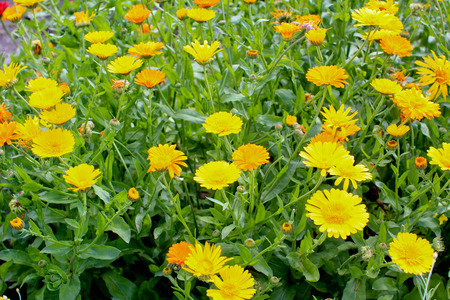 Calendula, flowerbed in summer gardenの写真素材