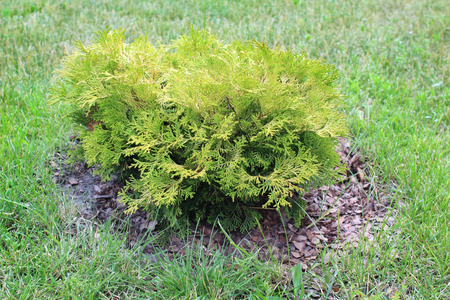 Bark as mulch around young thuja bushの写真素材