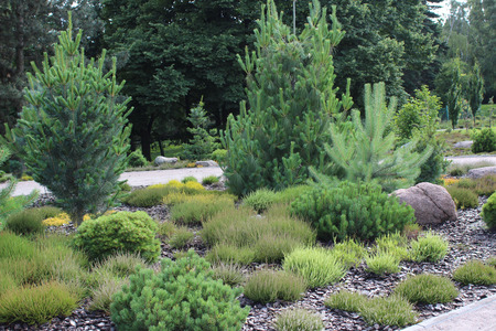 Alpine garden, arrangement of coniferous and heatherの写真素材