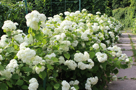 Hydrangea flower bed in the garden