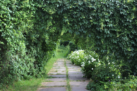 Parthenocissus green archs - Climbing vine in the garden, vertical greeneryの写真素材