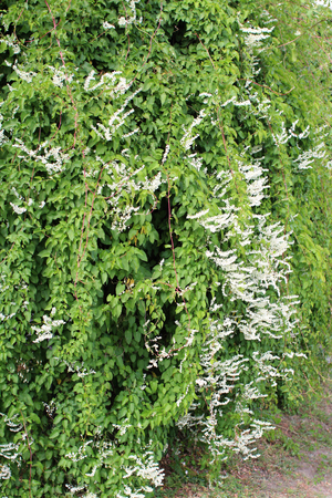 Polygonum baldshuanicum  Fallopia baldschuanica  - Blooming Climbing vine in the gardenの写真素材