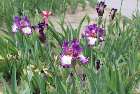Iris flower in the gardenの写真素材