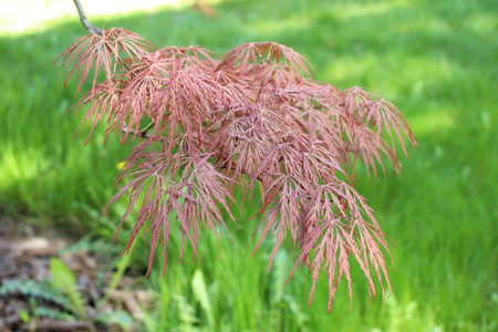 Leaves of Acer palmatum (smooth Japanese maple)の写真素材