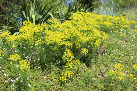 Flowerbed with succulent plant - Euphorbia Cyparissiasの写真素材