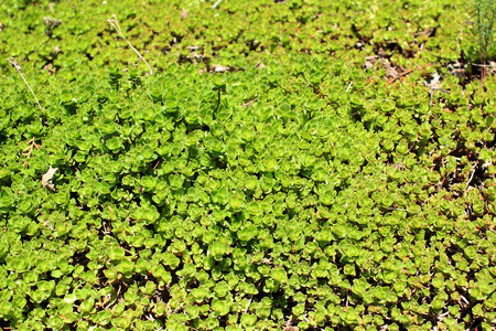 Lawn with Sedum Spuriumの写真素材