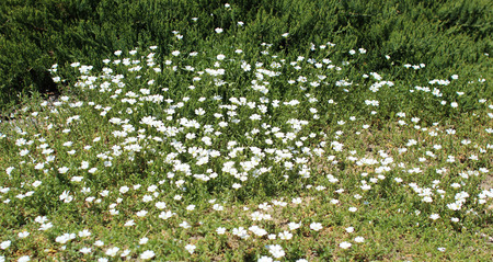 Gypsophila flower in the gardenの写真素材
