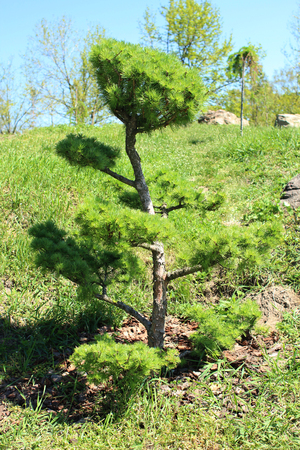 Decorative young pine treeの写真素材