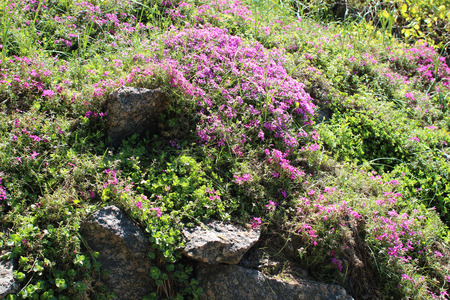 Flowerbed with Sedum Spurium and  Phlox Subulataの写真素材