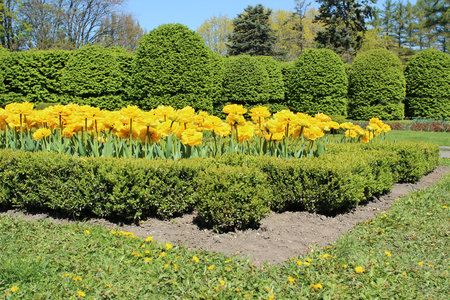 Flowerbed with yellow double tulips and boxwood in the gardenの写真素材