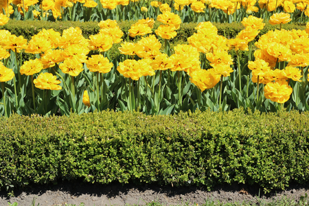 Flowerbed with yellow double tulips and boxwood in the gardenの写真素材