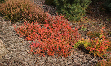 Red heather (Calluna vulgaris, Robert Chapman) in the gardenの写真素材