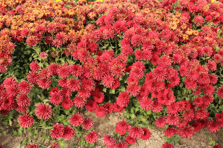 Red Chrysanthemum (Five Alarm Red)  in the autumn gardenの写真素材
