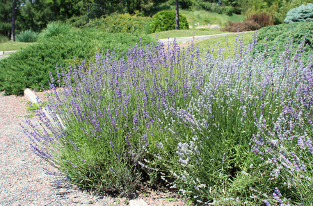 Lavender flowers in the summer gardenの写真素材