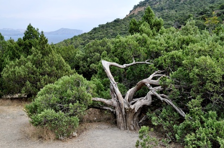 juniper on sea coast  の写真素材