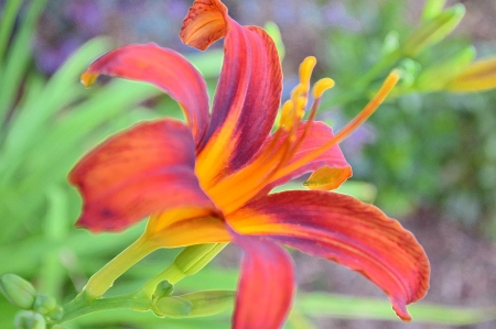 Red Day Lilyの写真素材