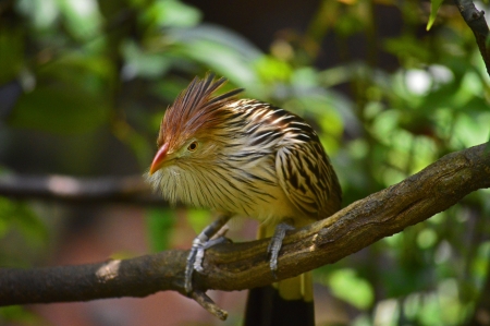 Small bird with orange beak and eyesの写真素材