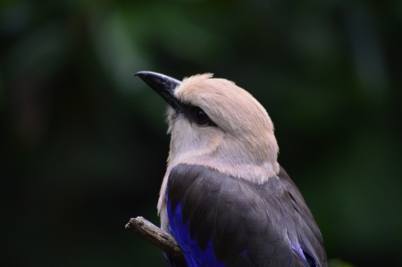 Small bird facing leftの写真素材