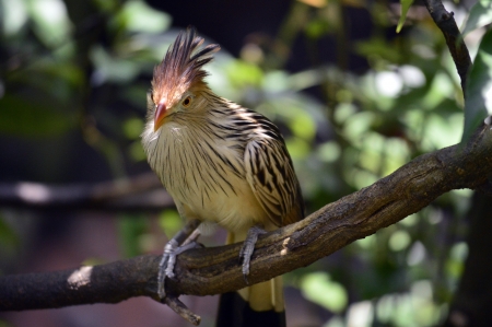 Small bird on branch looking straightの写真素材