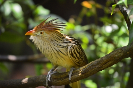 Small bird on branch looking leftの写真素材