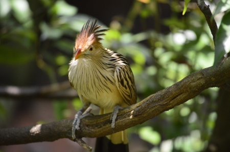 Orange beaked birdの写真素材