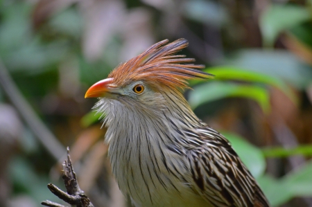 Profile of an orange beaked birdの写真素材