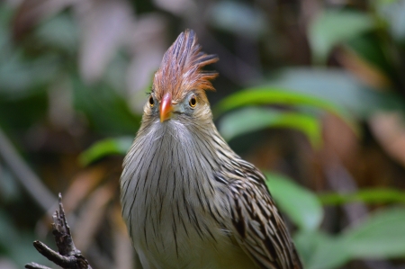 Head shot of an orange beaked birdの写真素材