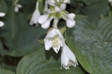 A close up of a hosta flowerの写真素材