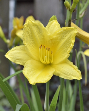 A close up of a yellow day lilyの写真素材
