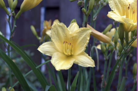 Single yellow day lilyの写真素材