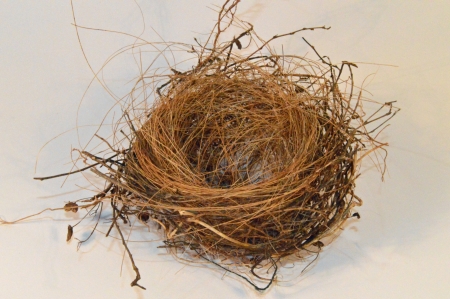 Empty Birds Nestの写真素材