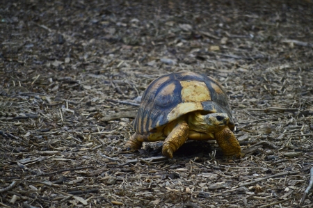 Tortoiseの写真素材