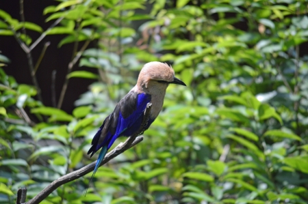 profile of blue and white birdの写真素材