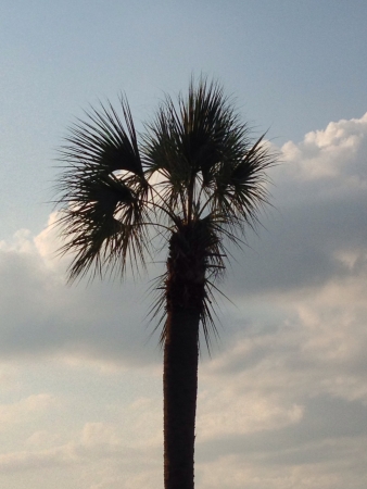 A palm tree against the cloudsの素材
