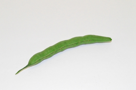 Green Beanの写真素材