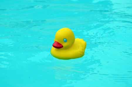 Yellow Rubber Duckの写真素材