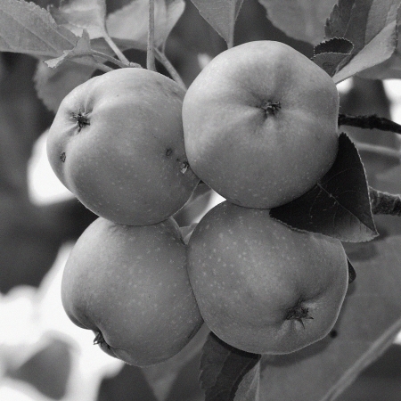 black and white group of applesの写真素材