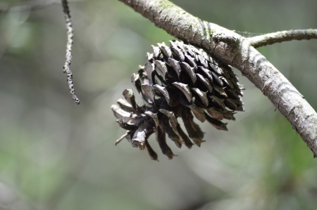 A Single pinecone hanging from a branchの写真素材