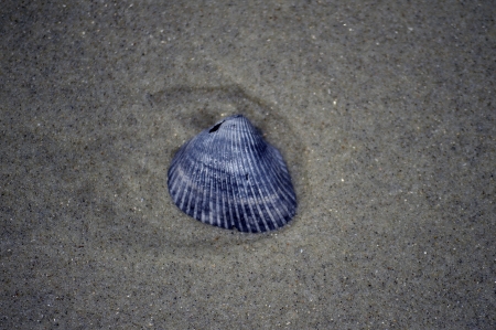 A single sea shell on the beachの写真素材