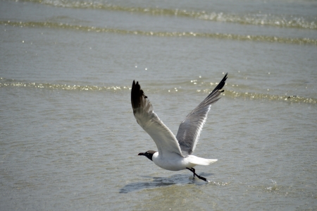 A single seagull ready to take flightの写真素材