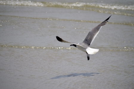 A single seagull flying just above the beachの写真素材